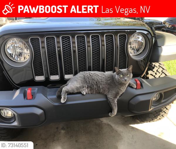 Lost Female Cat last seen Montgomery st and Denison, Las Vegas, NV 89123