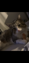 Reunited Male Cat last seen South Clive street, Cardiff, Wales CF11 7EH