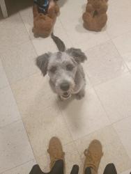 Lost Male Dog last seen Chihuahua walk, San Antonio, TX 78207