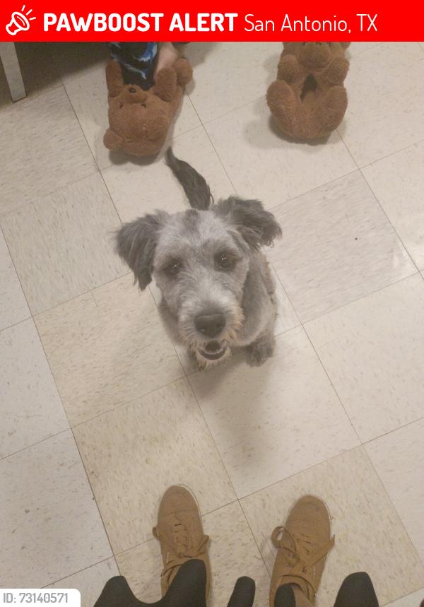 Lost Male Dog last seen Chihuahua walk, San Antonio, TX 78207