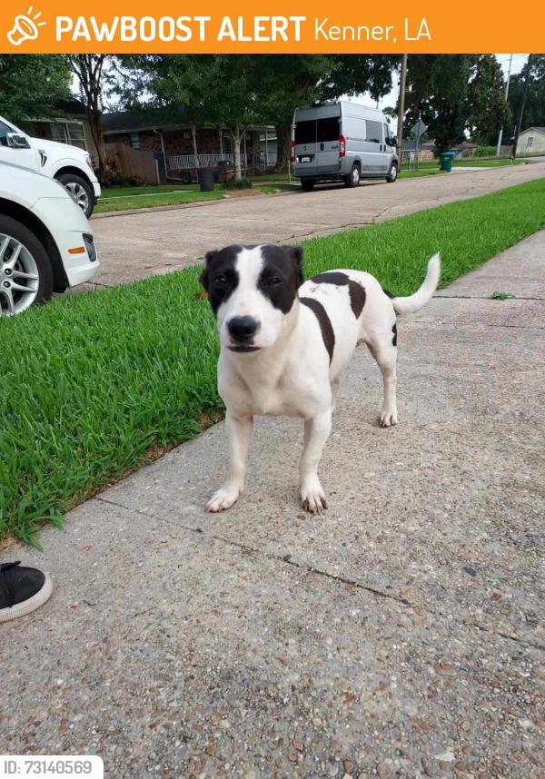 Found/Stray Male Dog last seen W.metairie, Kenner, LA 70063