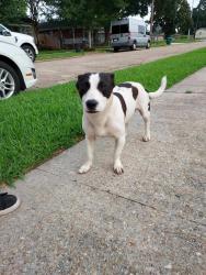 Found/Stray Male Dog last seen W.metairie, Kenner, LA 70063