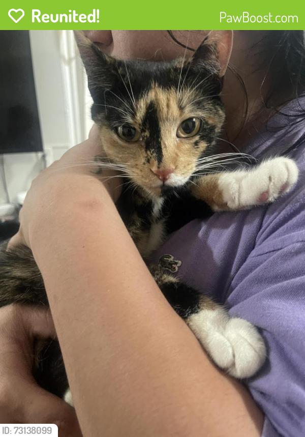 Reunited Female Cat last seen Plymouth and grant, New Haven, CT 06519