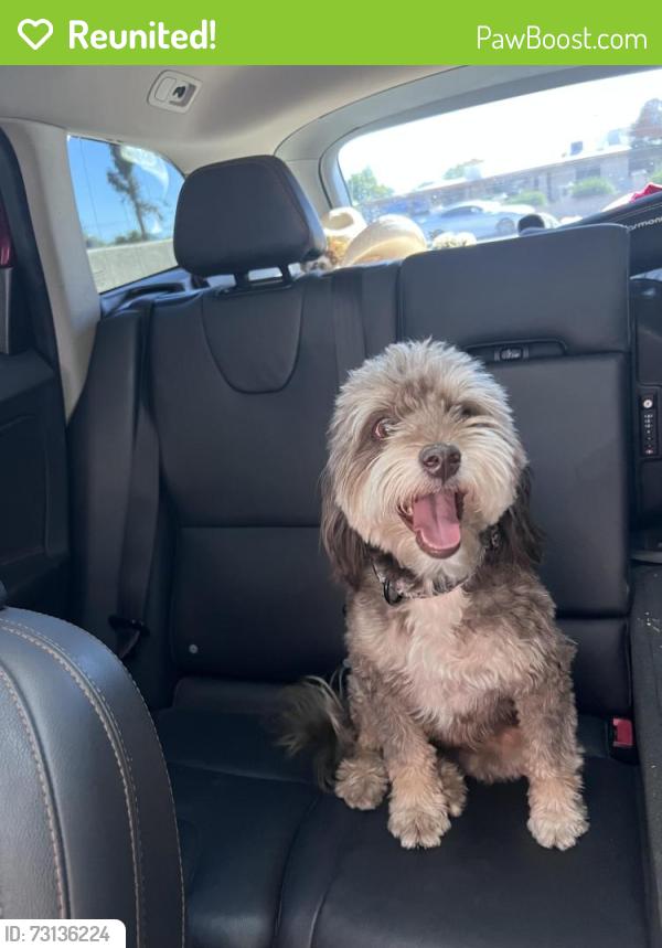 Reunited Female Dog last seen Ajo and Camino de Oeste, Tucson, AZ 85746
