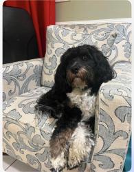 Reunited Male Dog last seen Riggs rd Hyattsville, Hyattsville, MD 20783