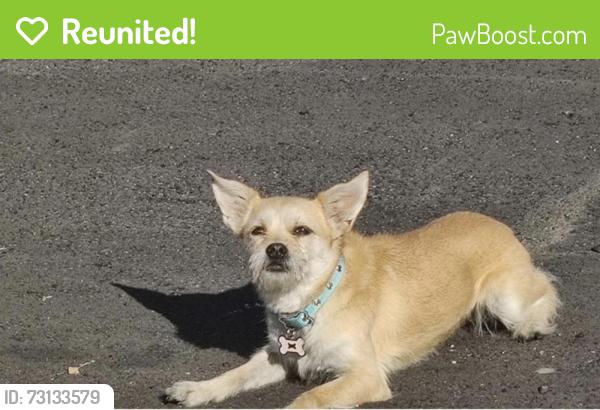 Reunited Female Dog last seen Spring Valley Lake, CA, USA, Spring Valley Lake, CA 92395