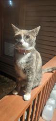 Found/Stray Unknown Cat last seen Trotter Ridge Rd & Livingstone Pl, Durham, NC 27707