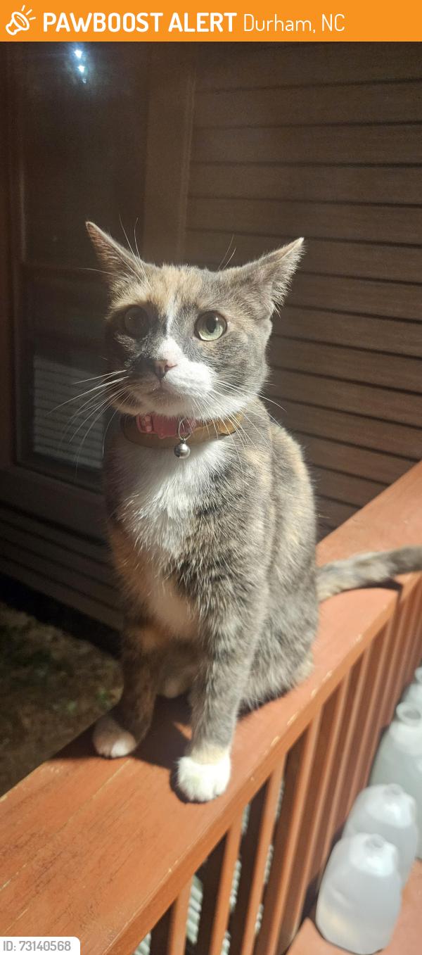 Found/Stray Unknown Cat last seen Trotter Ridge Rd & Livingstone Pl, Durham, NC 27707