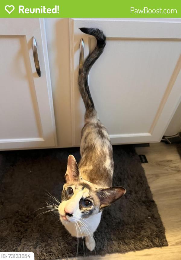 Reunited Female Cat last seen Crawling Stone Rd and Interlaken Pass, Madison, WI 53719