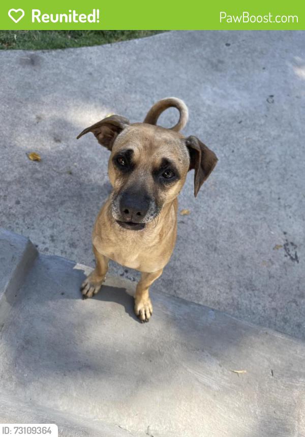 Reunited Male Dog last seen East 32nd st and Stanford ave., Los Angeles, CA., 90011, Los Angeles, CA 90011