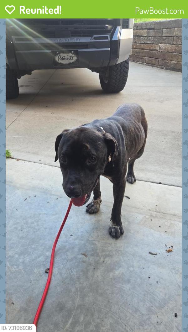Reunited Male Dog last seen Armsrong meadows neighborhood and Susan rd, Columbia, TN 38401