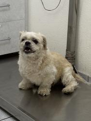 Lost Male Dog last seen Polk St & San Fernando Rd, Los Angeles, CA 91342