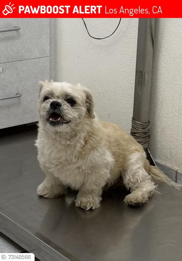 Lost Male Dog last seen Polk St & San Fernando Rd, Los Angeles, CA 91342