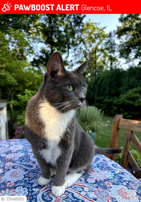 Lost Male Cat last seen Stonegate Terrace & Valley, Glencoe, IL 60022