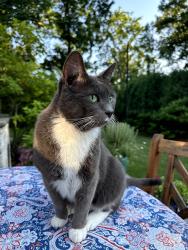 Lost Male Cat last seen Stonegate Terrace & Valley, Glencoe, IL 60022