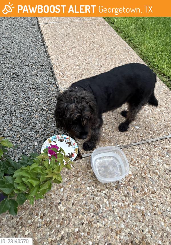 Found/Stray Female Dog last seen Ridgewood and Ridge Oak, Georgetown, TX 78628