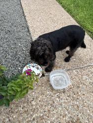 Found/Stray Female Dog last seen Ridgewood and Ridge Oak, Georgetown, TX 78628
