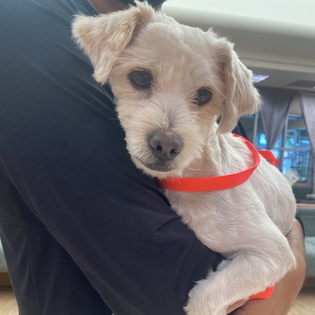 Shelter Stray Male Dog last seen , 6621 Westminster Ave, Garden Grove, CA 92844, USA