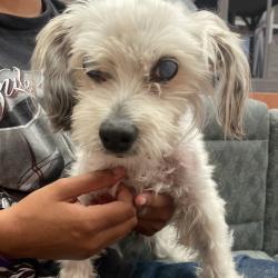 Shelter Stray Male Dog last seen , 6621 Westminster Ave, Garden Grove, CA 92844, USA