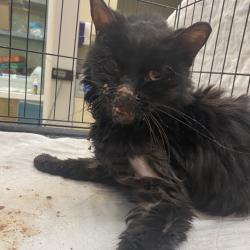 Shelter Stray Female Cat last seen , 6621 Westminster Ave, Garden Grove, CA 92844, USA