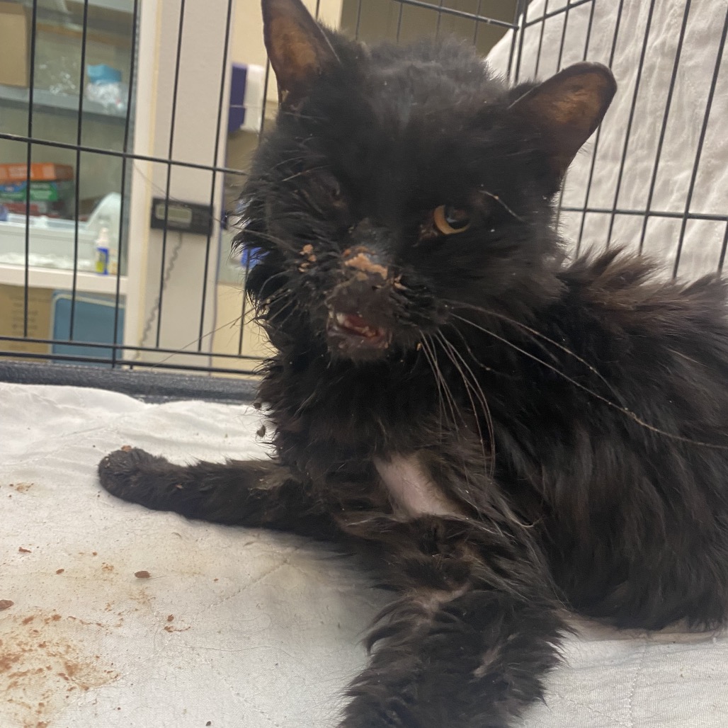Shelter Stray Female Cat last seen , 6621 Westminster Ave, Garden Grove, CA 92844, USA