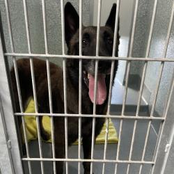 Shelter Stray Male Dog last seen , 12910 Yukon Ave, Hawthorne, CA 90250, USA