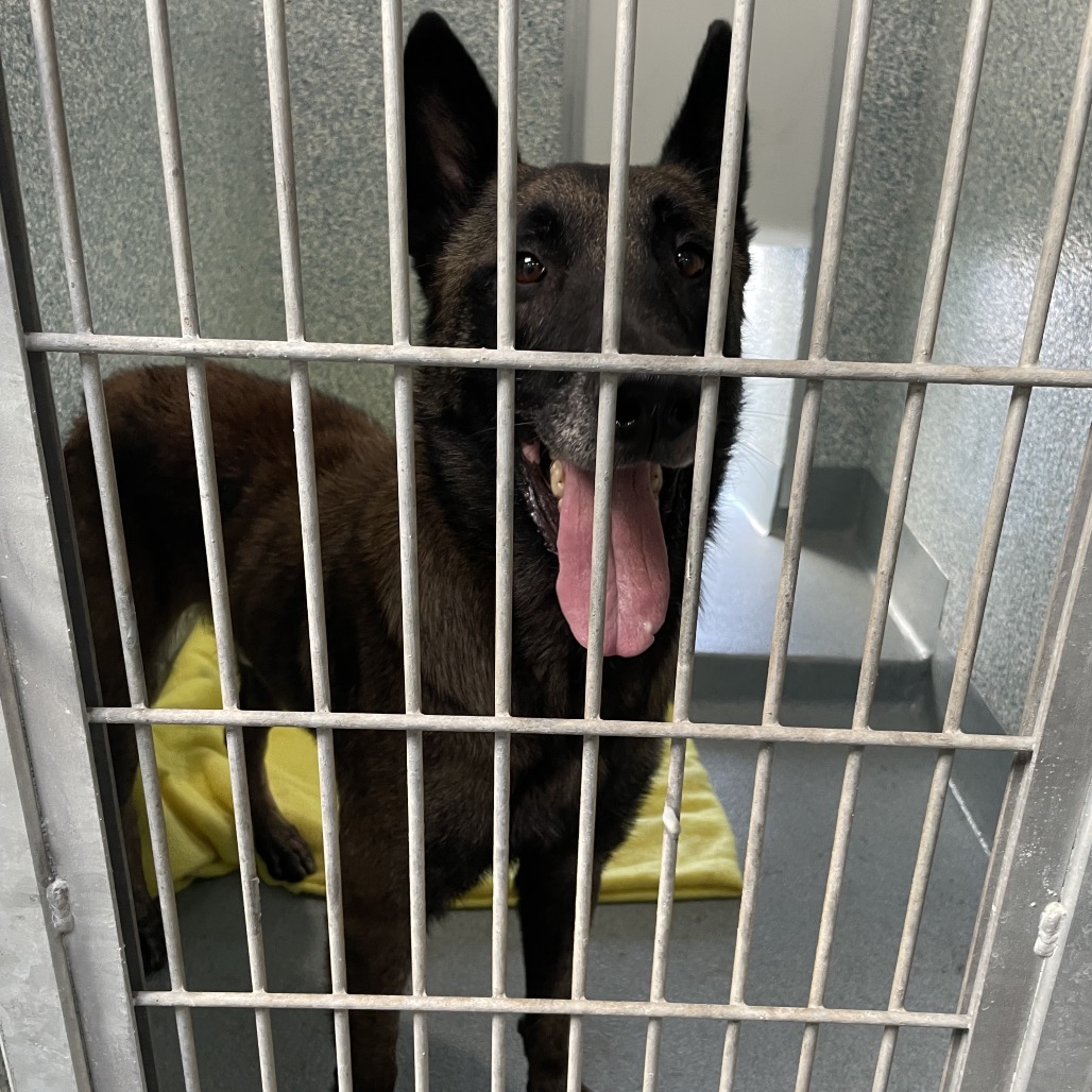 Shelter Stray Male Dog last seen , 12910 Yukon Ave, Hawthorne, CA 90250, USA