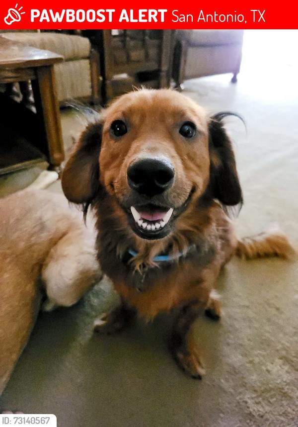 Lost Male Dog last seen S. Hackberry and McKinley, San Antonio, TX 78210