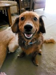 Lost Male Dog last seen S. Hackberry and McKinley, San Antonio, TX 78210