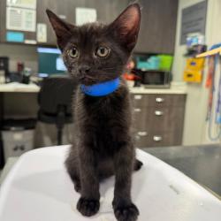 Shelter Stray Male Cat last seen , 3607 N Armenia Ave, Tampa, FL 33607, USA