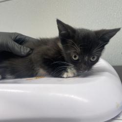 Shelter Stray Female Cat last seen , 3607 N Armenia Ave, Tampa, FL 33607, USA
