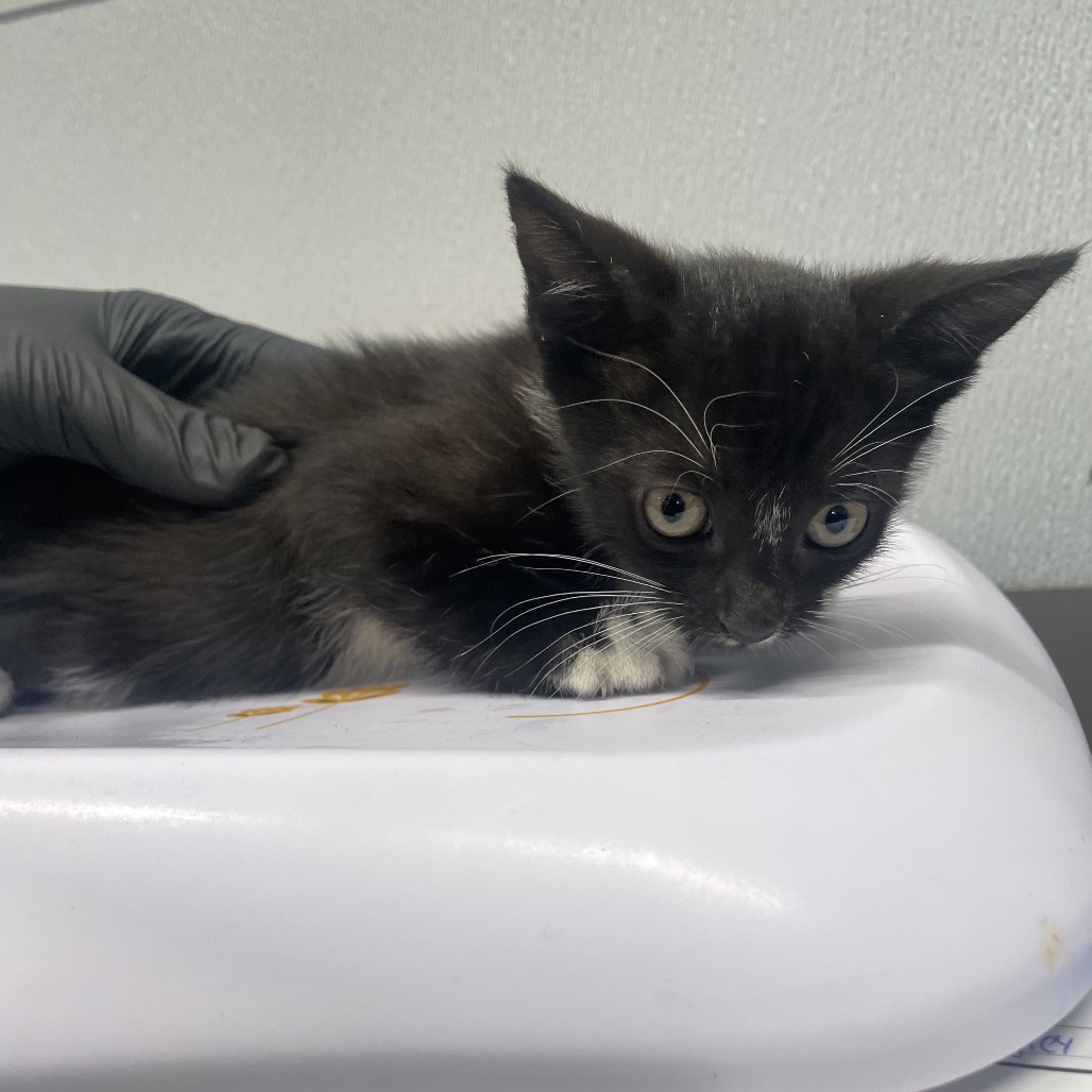 Shelter Stray Female Cat last seen , 3607 N Armenia Ave, Tampa, FL 33607, USA