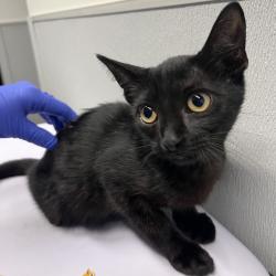Shelter Stray Female Cat last seen , 3607 N Armenia Ave, Tampa, FL 33607, USA