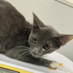 Shelter Stray Female Cat last seen , 3607 N Armenia Ave, Tampa, FL 33607, USA
