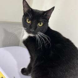 Shelter Stray Female Cat last seen , 3607 N Armenia Ave, Tampa, FL 33607, USA