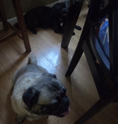 Reunited Male Dog last seen White rd, San Jose, CA 95127