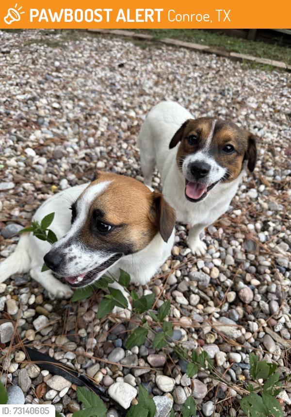 Found/Stray Male Dog last seen Doncaster St, Conroe, TX 77303