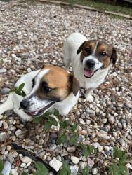 Found/Stray Male Dog last seen Doncaster St, Conroe, TX 77303
