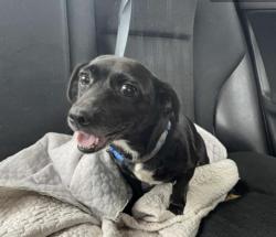 Reunited Female Dog last seen Baxter st, Athens, GA 30606