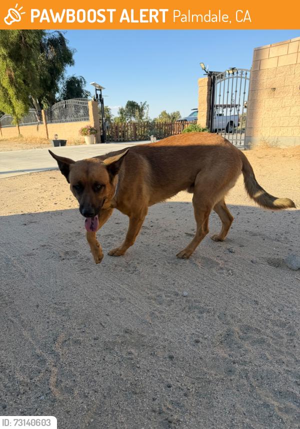 Found/Stray Unknown Dog last seen 30th St W and W Ave N, Palmdale, CA 93551