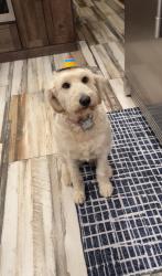 Reunited Female Dog last seen Old Knox Hwy & Wildwood Rd, Maryville, TN 37804