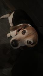 Lost Male Dog last seen Middleway, Kearneysville, WV 25430