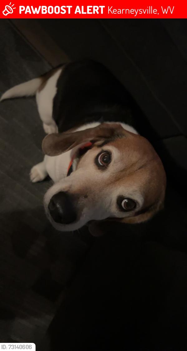Lost Male Dog last seen Middleway, Kearneysville, WV 25430
