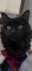Reunited Female Cat last seen Harroway road, Summerville, SC 29485