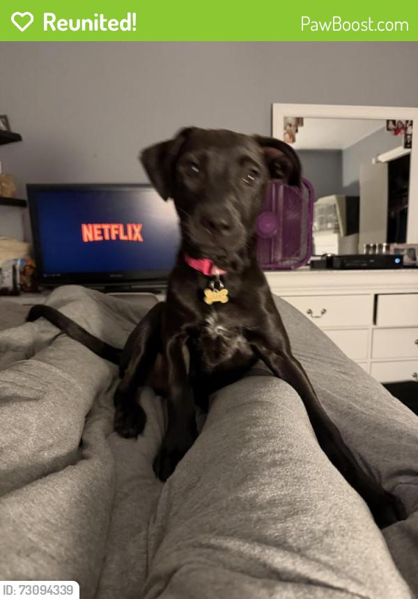 Reunited Female Dog last seen North country, Porter, TX 77365