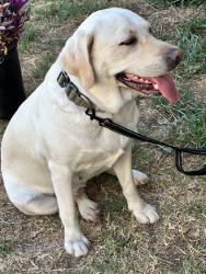 Reunited Female Dog last seen La Habra Heights, CA, USA, La Habra Heights, CA 90631