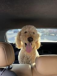Reunited Male Dog last seen Lehi Splash Pad, W3200N, Lehi, UT 84043