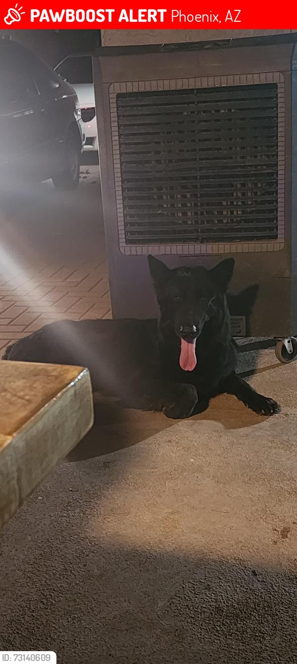 Lost Male Dog last seen 43ave and Thomas rd, Phoenix, AZ 85035