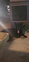 Lost Male Dog last seen 43ave and Thomas rd, Phoenix, AZ 85035