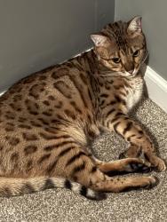 Lost Male Cat last seen Main St.& Liberty Rd Coopersburg, Coopersburg, PA 18036